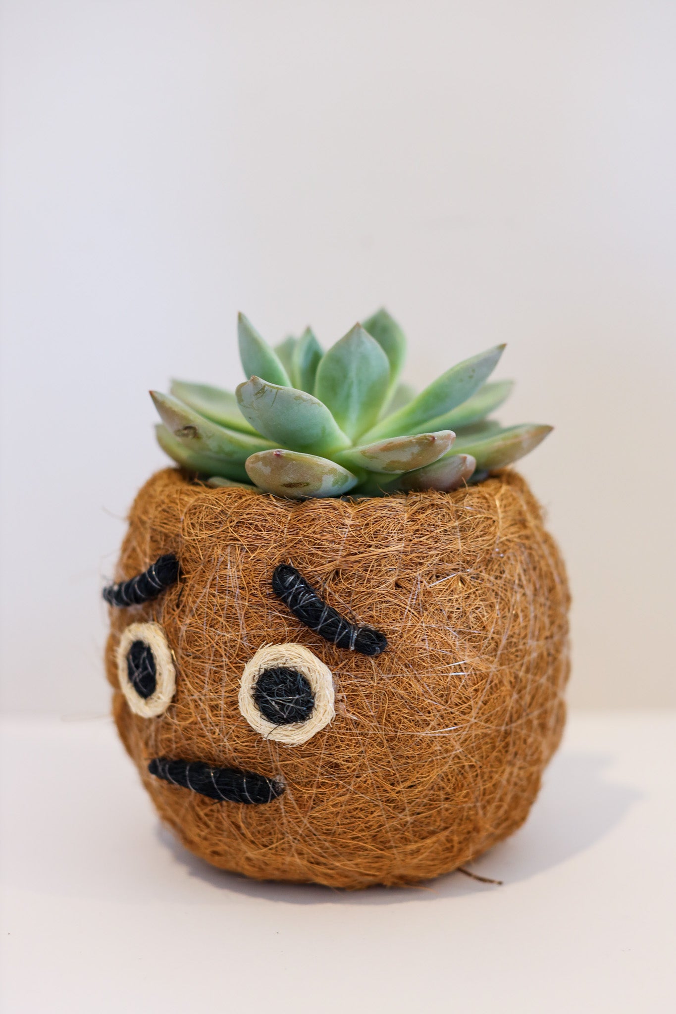 Anxious Emoji - Coco Coir Animal Planter & Wine Bottle Holder | The Pino Collection