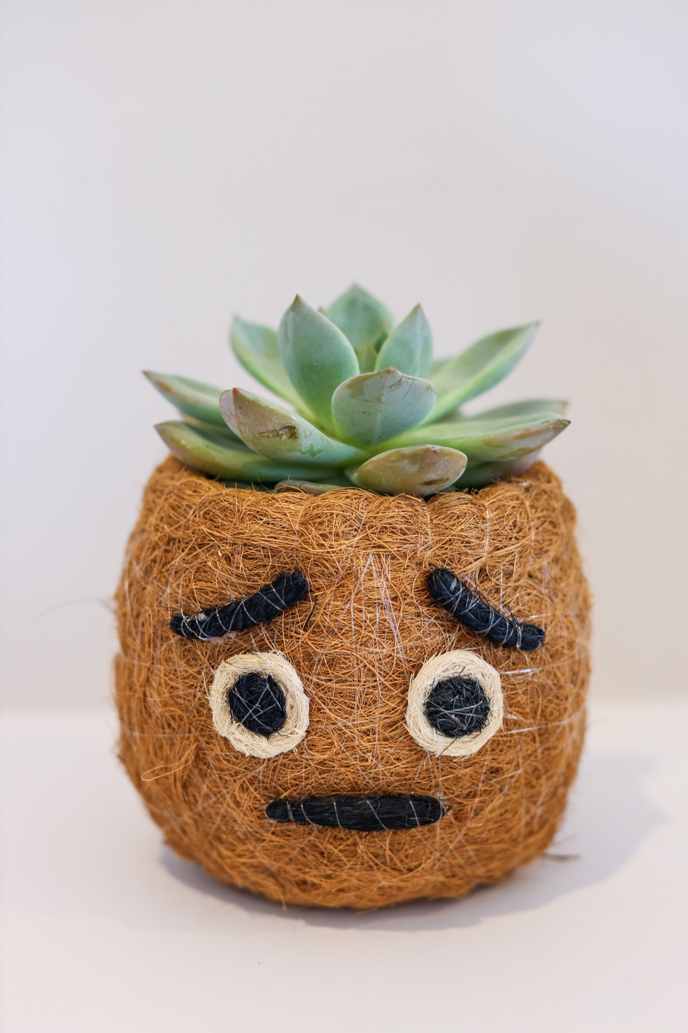 Anxious Emoji - Coco Coir Animal Planter & Wine Bottle Holder | The Pino Collection